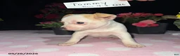 Chihuahua dogs for sale: Tommy - Ad 2