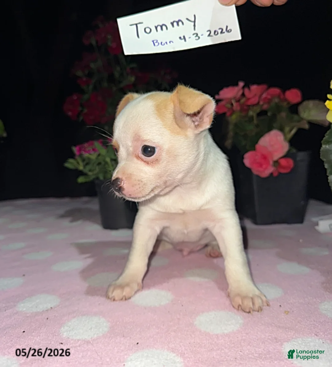 Chihuahua dogs for sale: Tommy - Ad 2