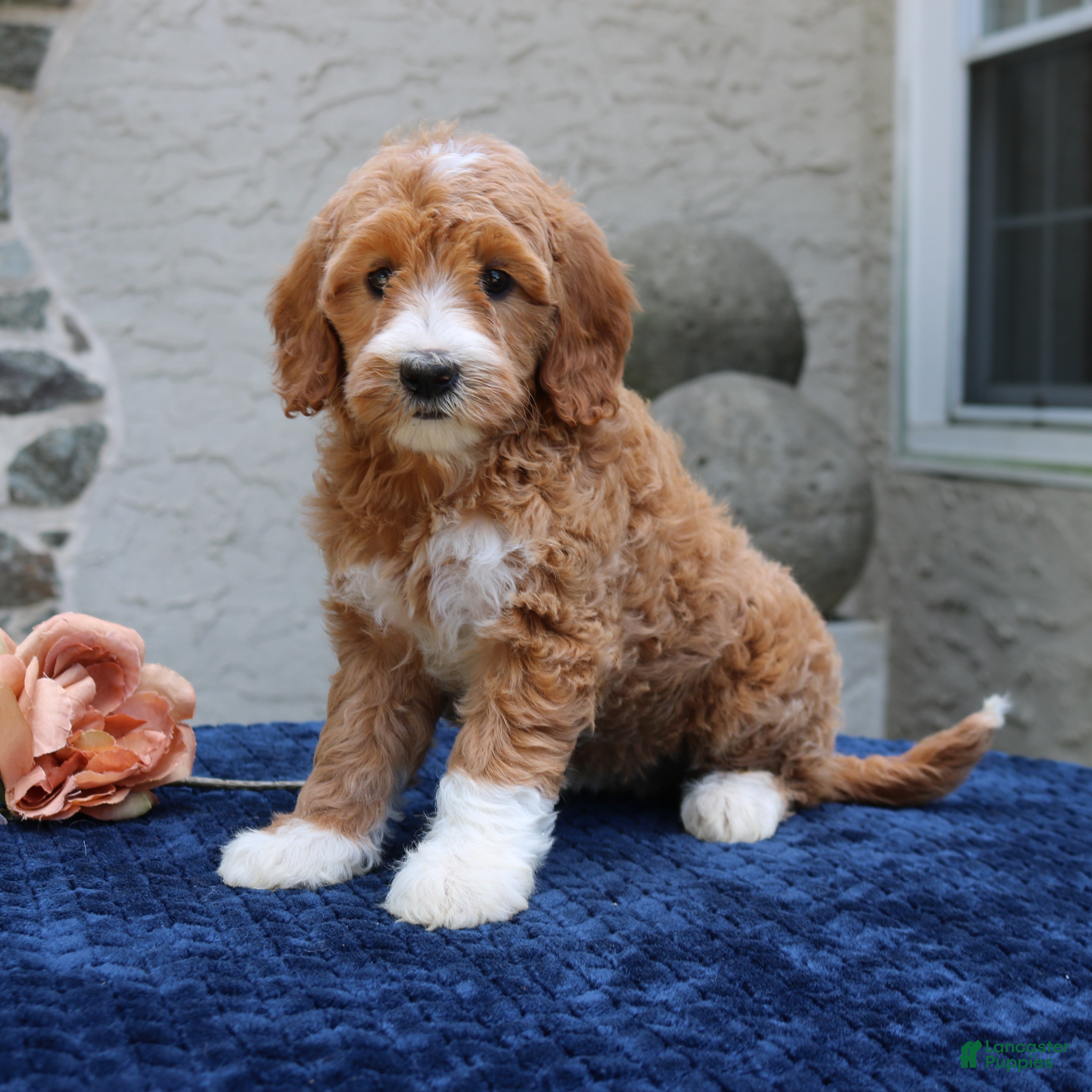 Goldendoodle dogs Destiny  - Ad 1