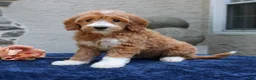 Goldendoodle dogs for sale: Destiny  - Ad 1