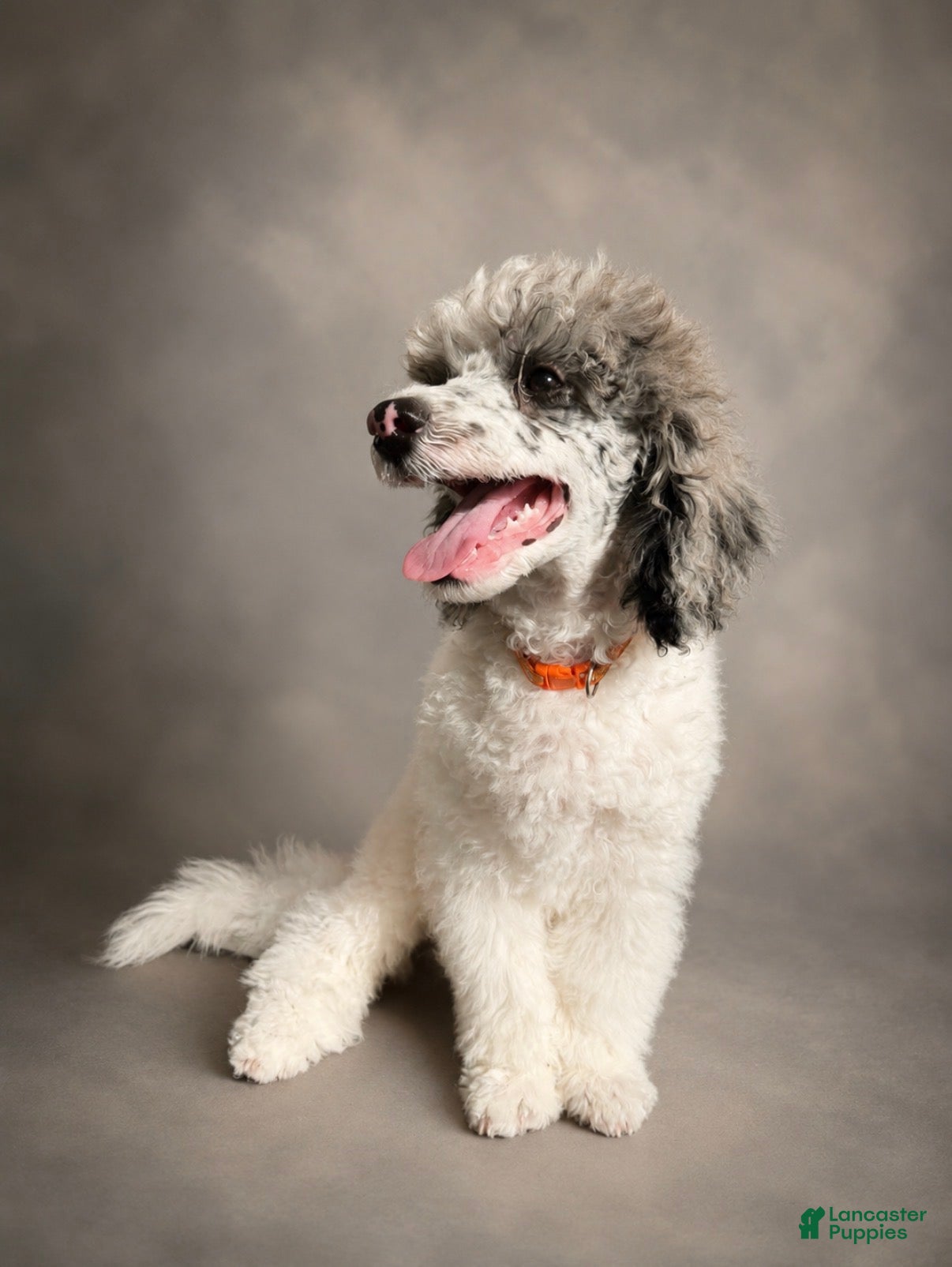 Miniature Poodle dogs Bear - Ad 1