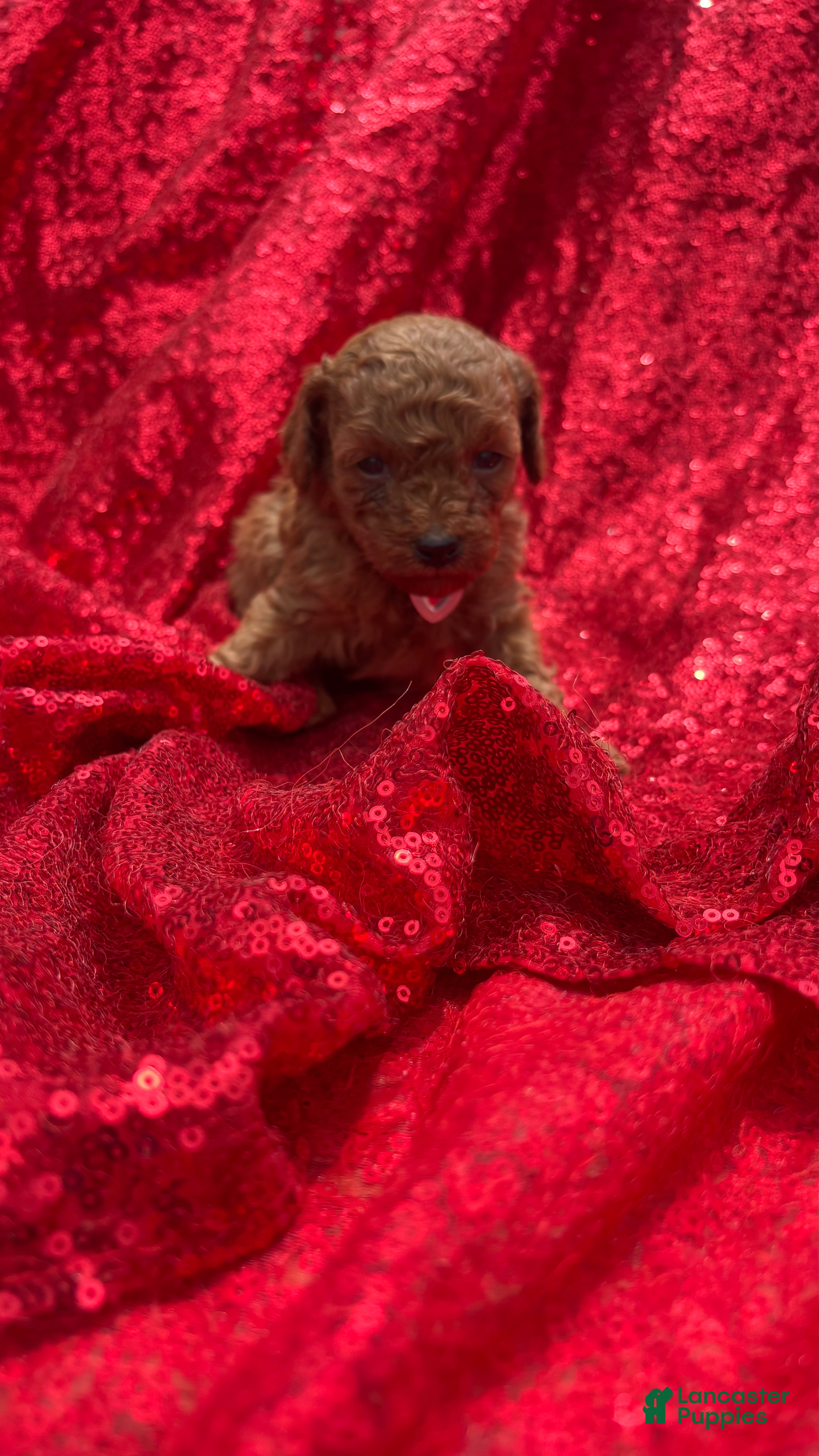 Toy Poodle dogs Toy Poodle Puppy 2 - Ad 2