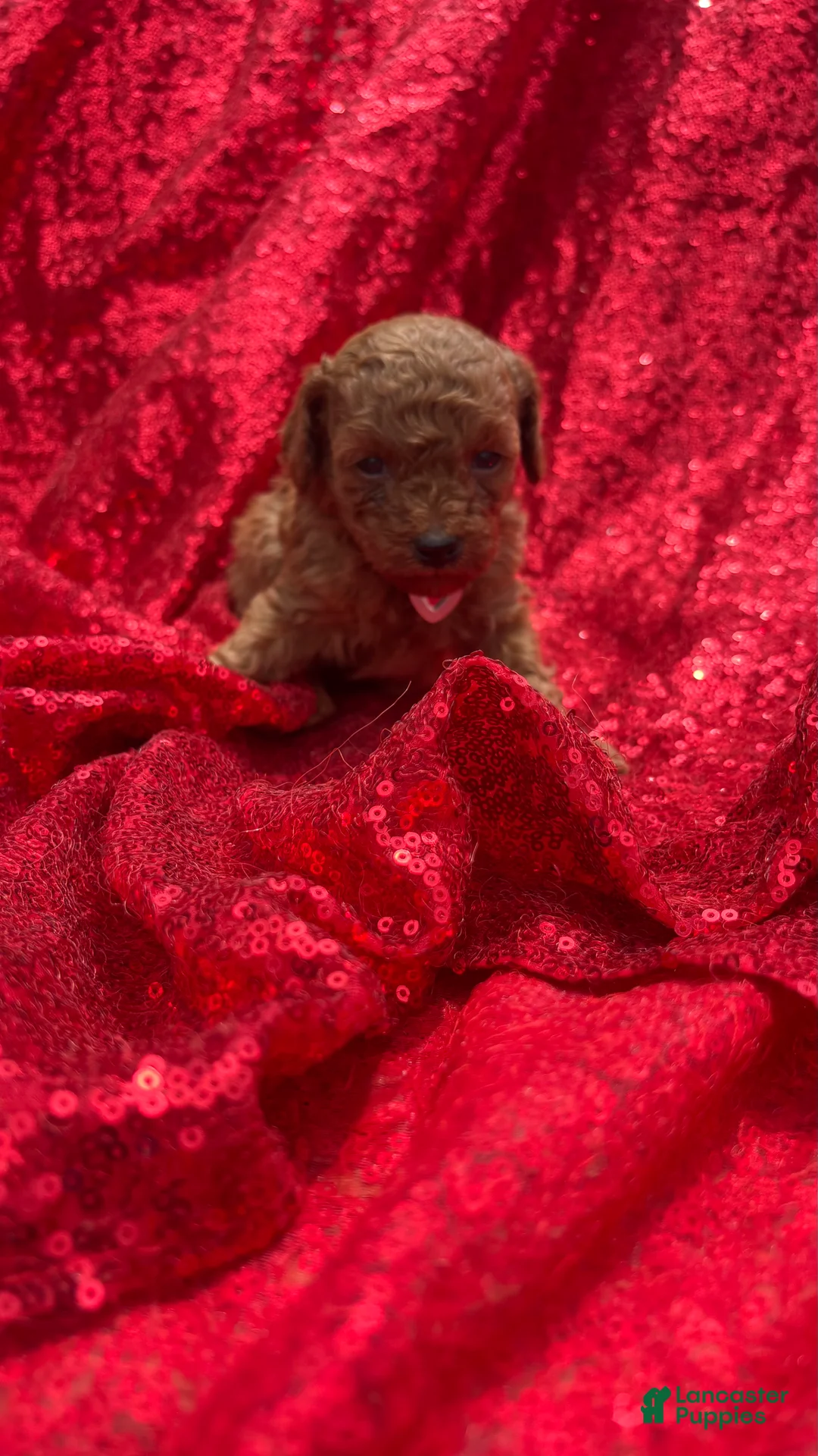Toy Poodle dogs for sale: Toy Poodle Puppy 2 - Ad 2