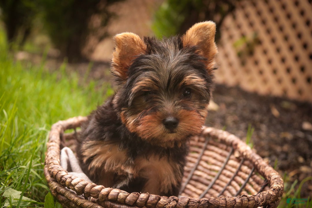 Yorkshire Terrier (Yorkshire Terrier, Male) in LaGrange, IN