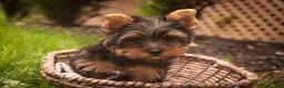 Yorkshire Terrier dogs for sale: Stephan Yorkshire Terrier  - Ad 3