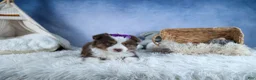 Miniature Australian Shepherd dogs for sale: EDIE - Ad 12