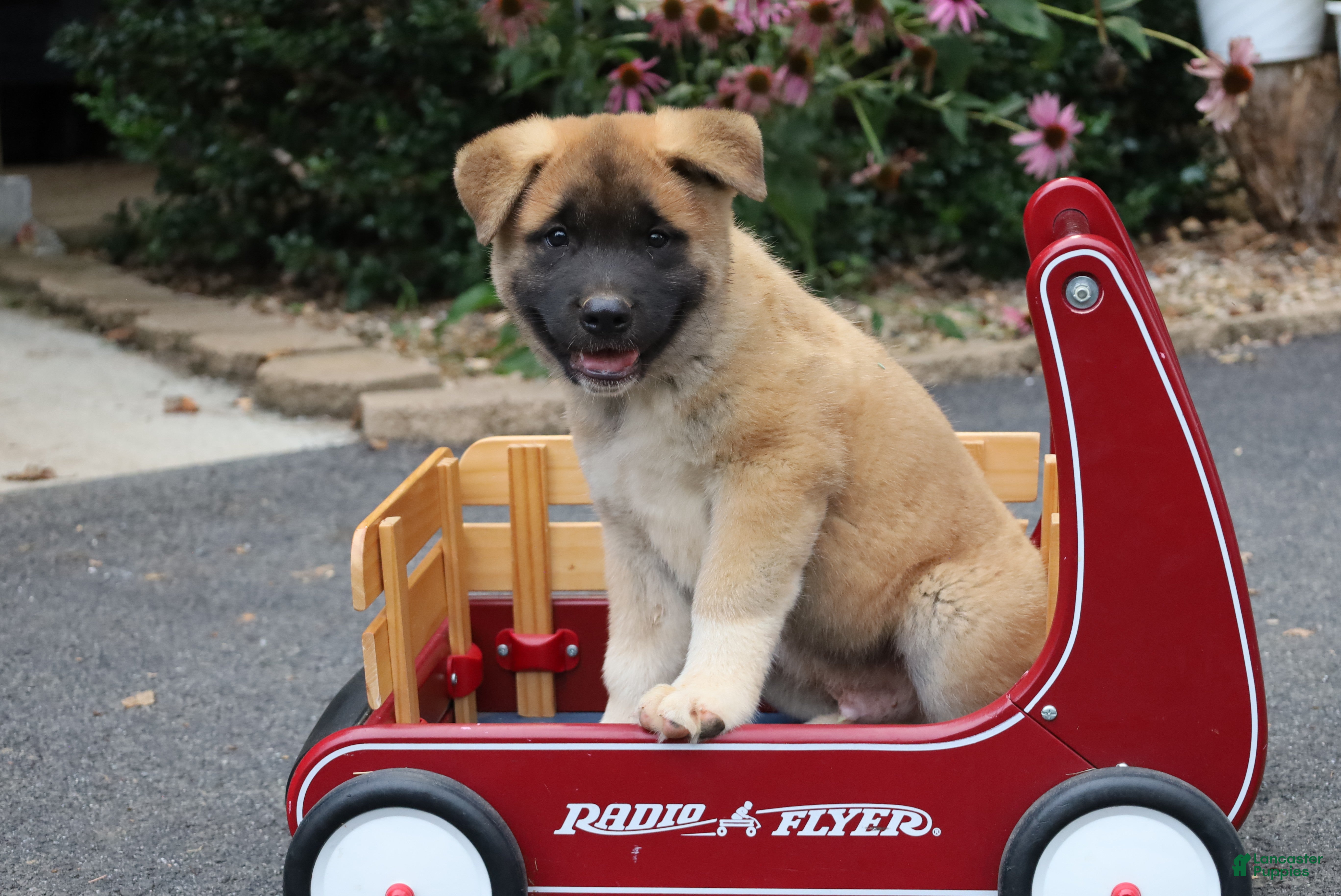Akita dogs Buddy - Ad 1