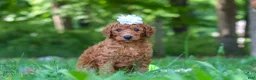 Goldendoodle dogs for sale: Italee - Ad 5