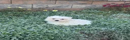 Maltese dogs for sale: Moose - Ad 6
