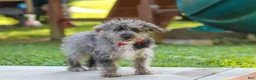 Yorkiepoo dogs for sale: Winston - Ad 4