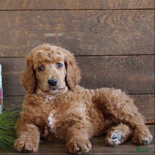 Standard Poodle dogs Aiden - Ad 9