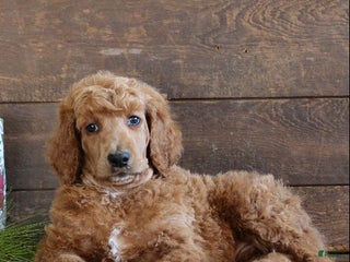 Standard Poodle dogs Aiden - Ad 9