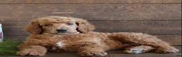Standard Poodle dogs for sale: Aiden - Ad 1