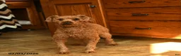 Miniature Poodle dogs for sale: Sashimi - Ad 6