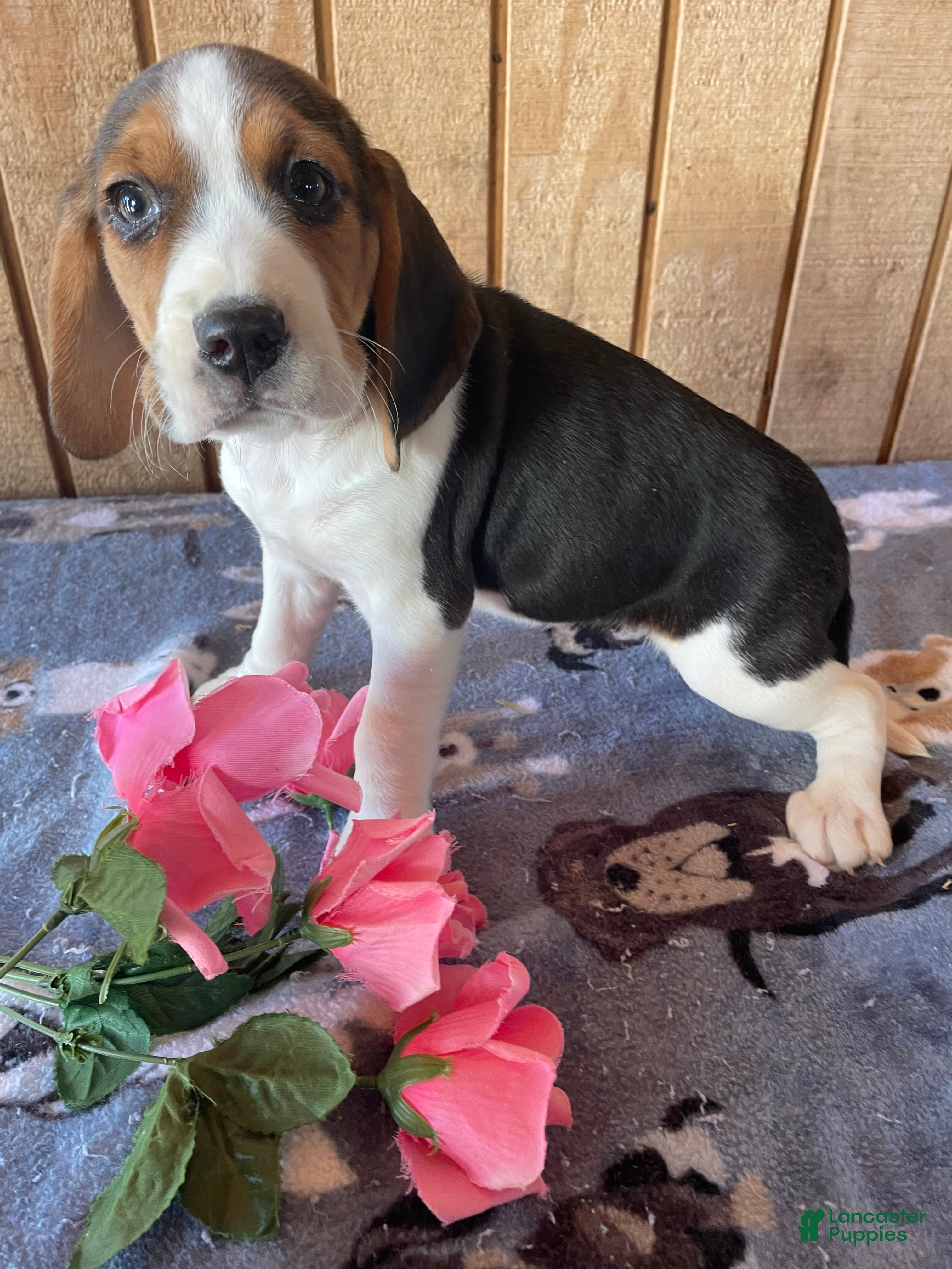 Beagle dogs Dorothy - Ad 9