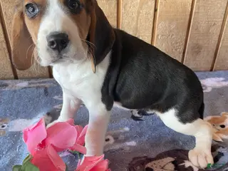 Beagle dogs Dorothy - Ad 9