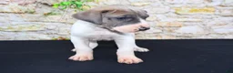 Great Dane dogs for sale: Janie - Ad 13