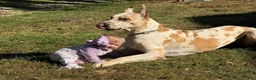 Great Dane dogs for sale: Zoey - Ad 4