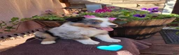 Australian Shepherd dogs for sale: Gravy - Ad 2