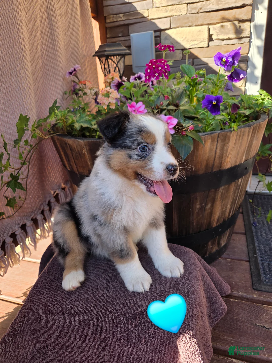 Australian Shepherd dogs for sale: Gravy - Ad 2