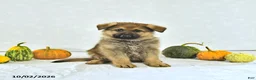 German Shepherd dogs for sale: Moose - Ad 1
