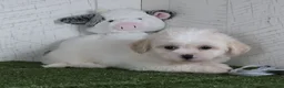 Teddy Bear dogs for sale: Noah - Ad 3