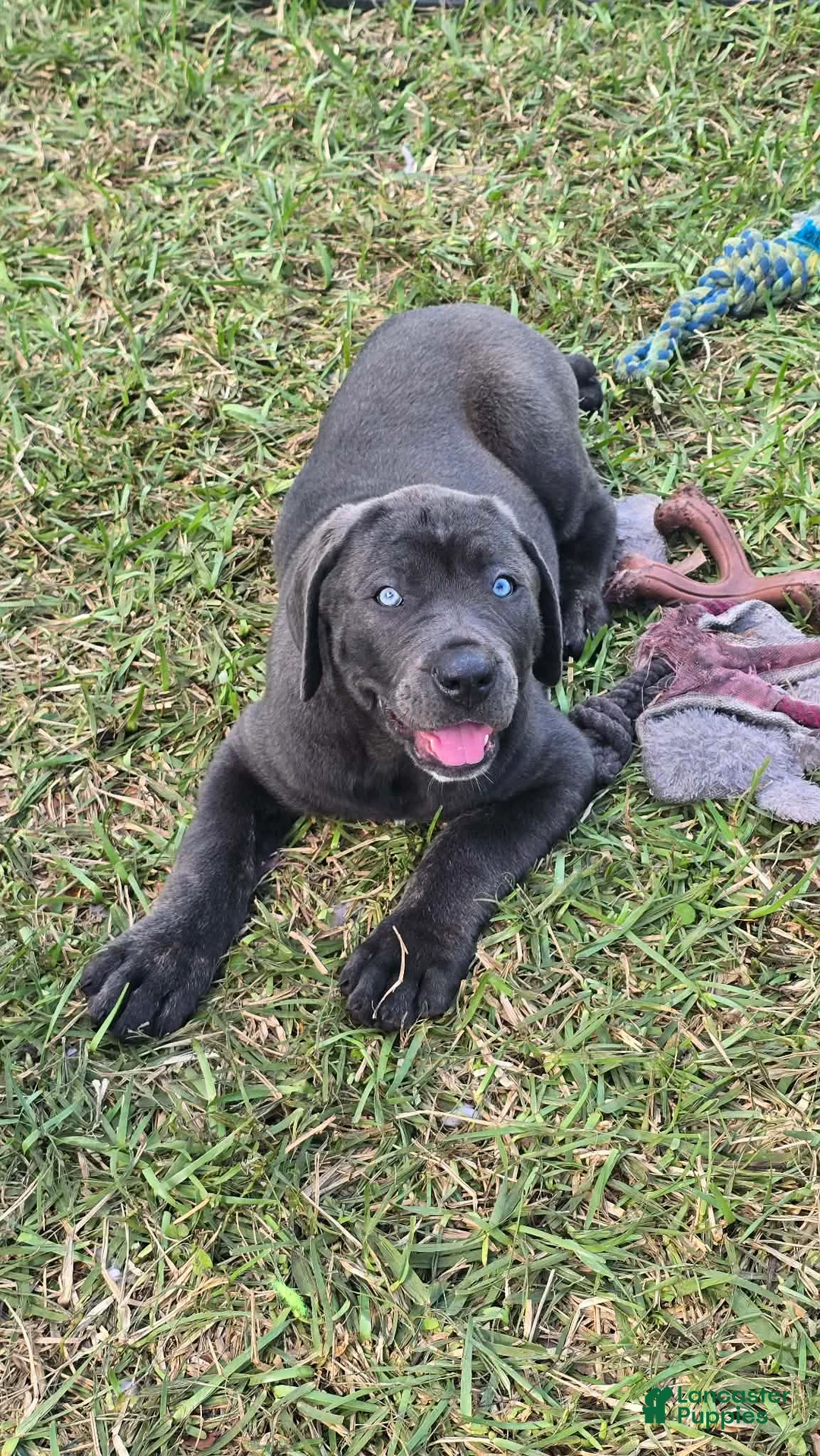 Cane Corso dogs for sale: Sophie - Ad 1