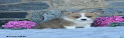 Welsh Corgi Pembroke dogs for sale: Vickter - Ad 5