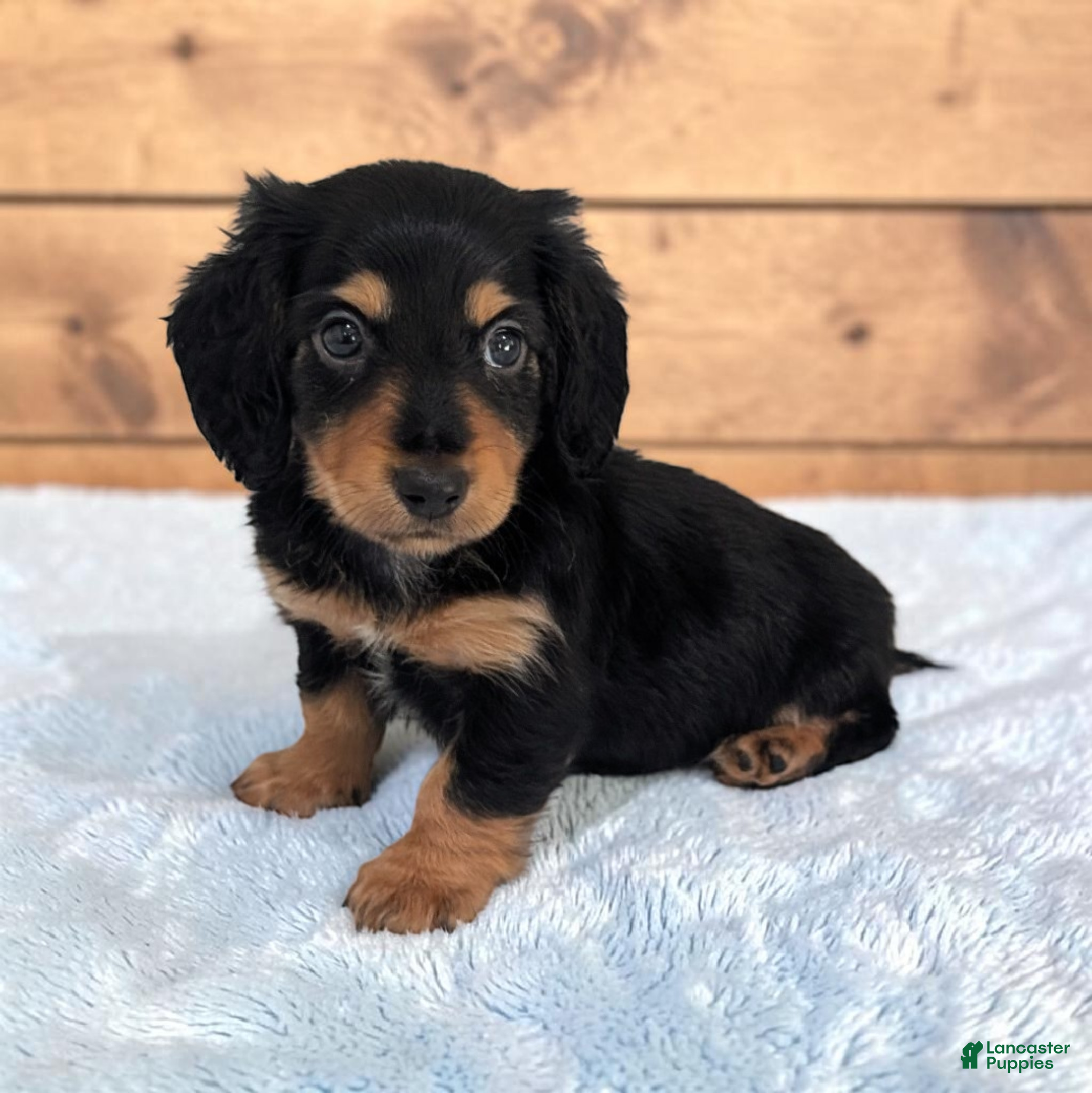 Miniature Dachshund dogs Oreo - Ad 2