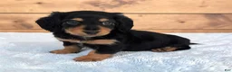 Miniature Dachshund dogs for sale: Oreo - Ad 2