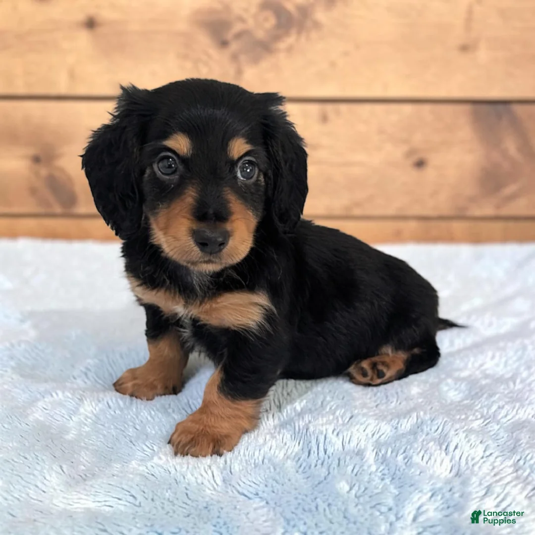 Miniature Dachshund dogs for sale: Oreo - Ad 2
