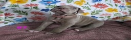 Great Dane dogs for sale: Great Dane Puppy 7 - Ad 3