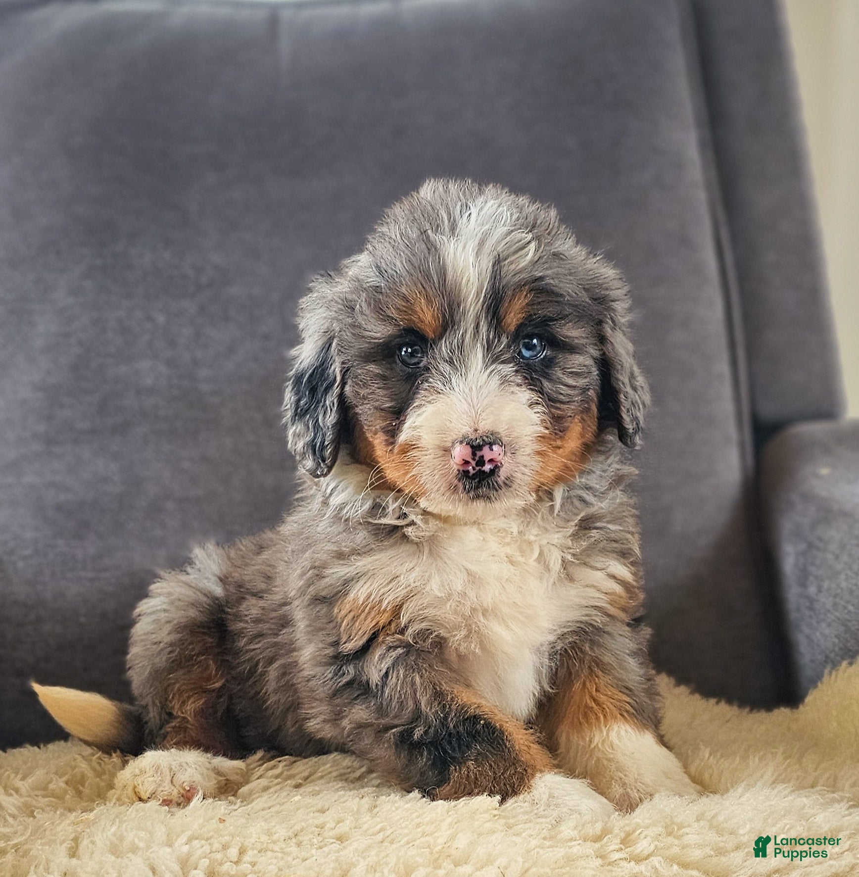 Bernedoodle dogs Blue! - Ad 1