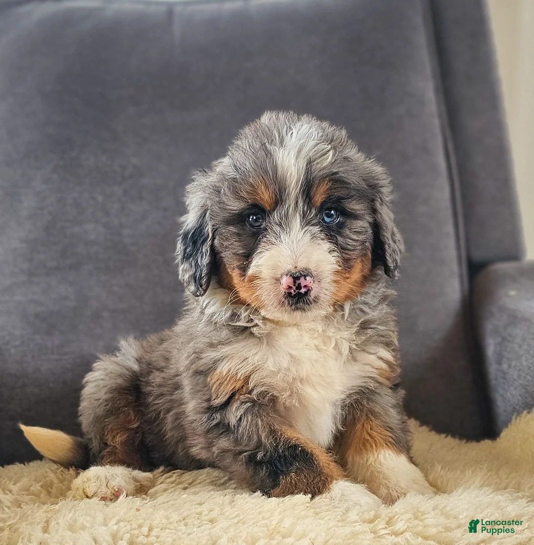 Bernedoodle dogs for sale: Blue! - Ad 1
