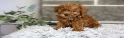 Toy Poodle dogs for sale: Quince - Ad 5