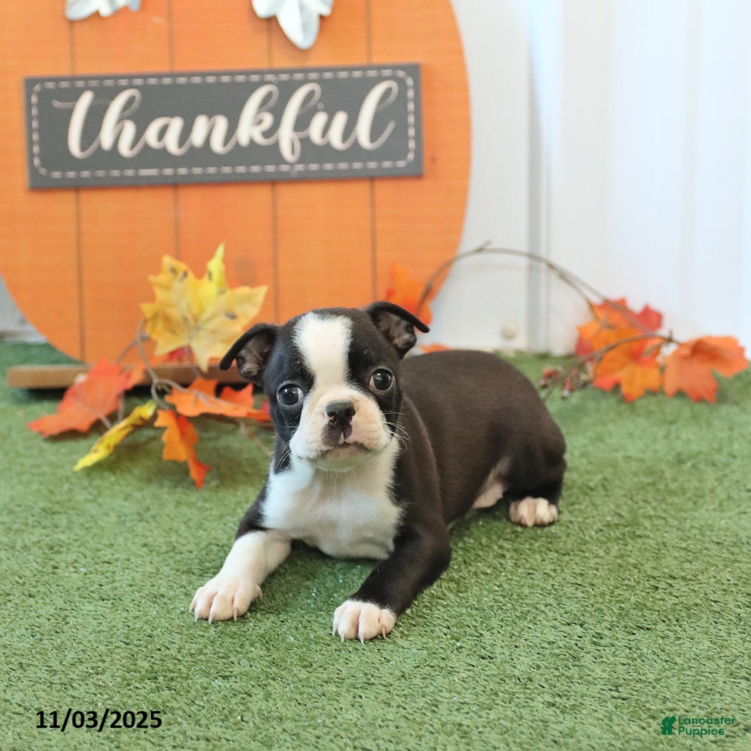 Boston Terrier dogs for sale: Yipper - Ad 3