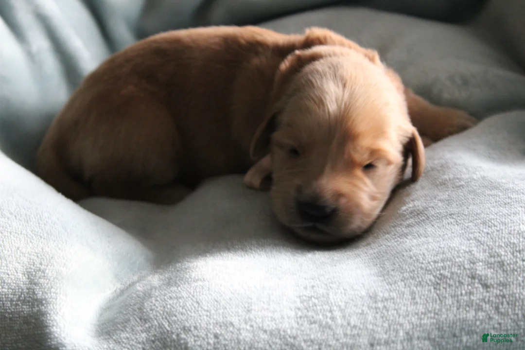 Golden Retriever dogs for sale: Golden Retriever Puppy 1 - Ad 2