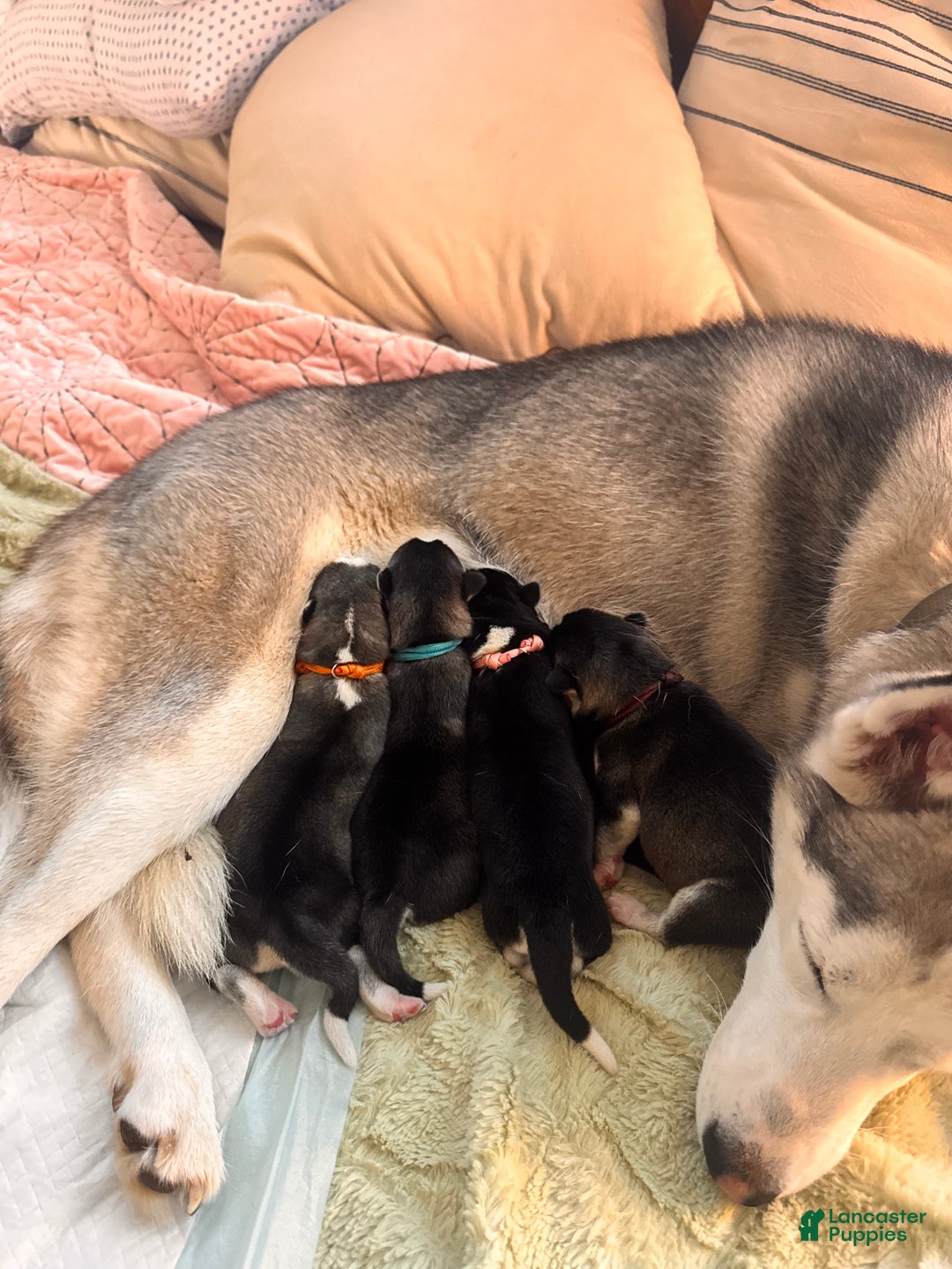 Siberian Husky dogs for sale: Siberian Husky Puppy 5 - Ad 11