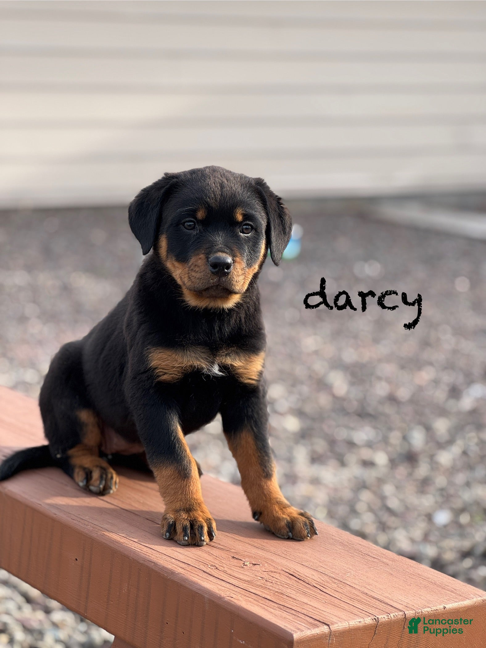 Rottweiler dogs Darcy (long tail)  - Ad 42