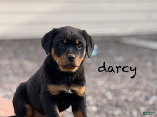 Rottweiler dogs Darcy (long tail) - Ad 42
