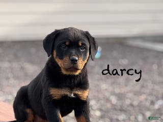 Rottweiler dogs Darcy (long tail) - Ad 12