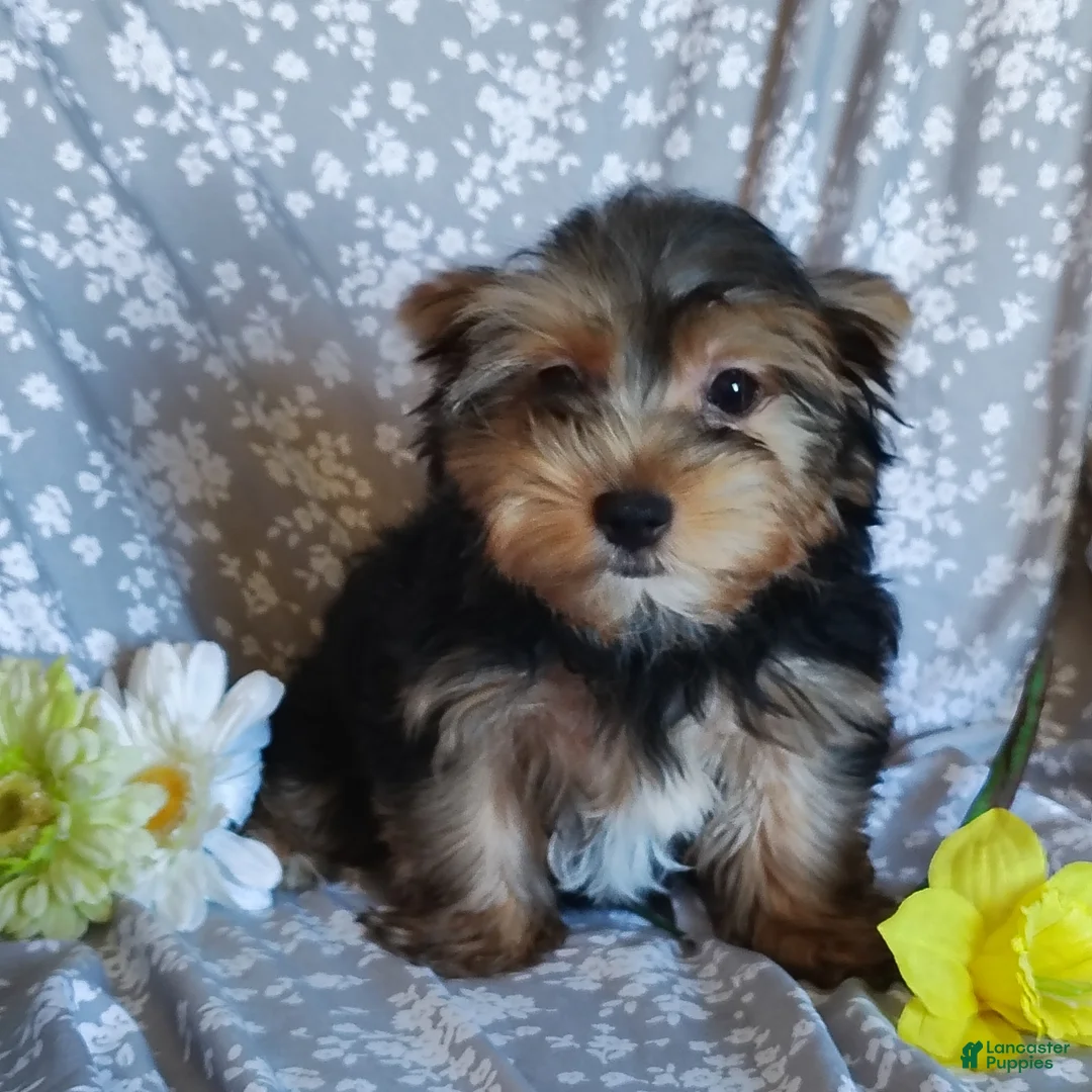 Yorkshire Terrier dogs for sale: Jacqueline - Ad 2