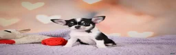Chihuahua dogs for sale: MAPLE - Ad 4