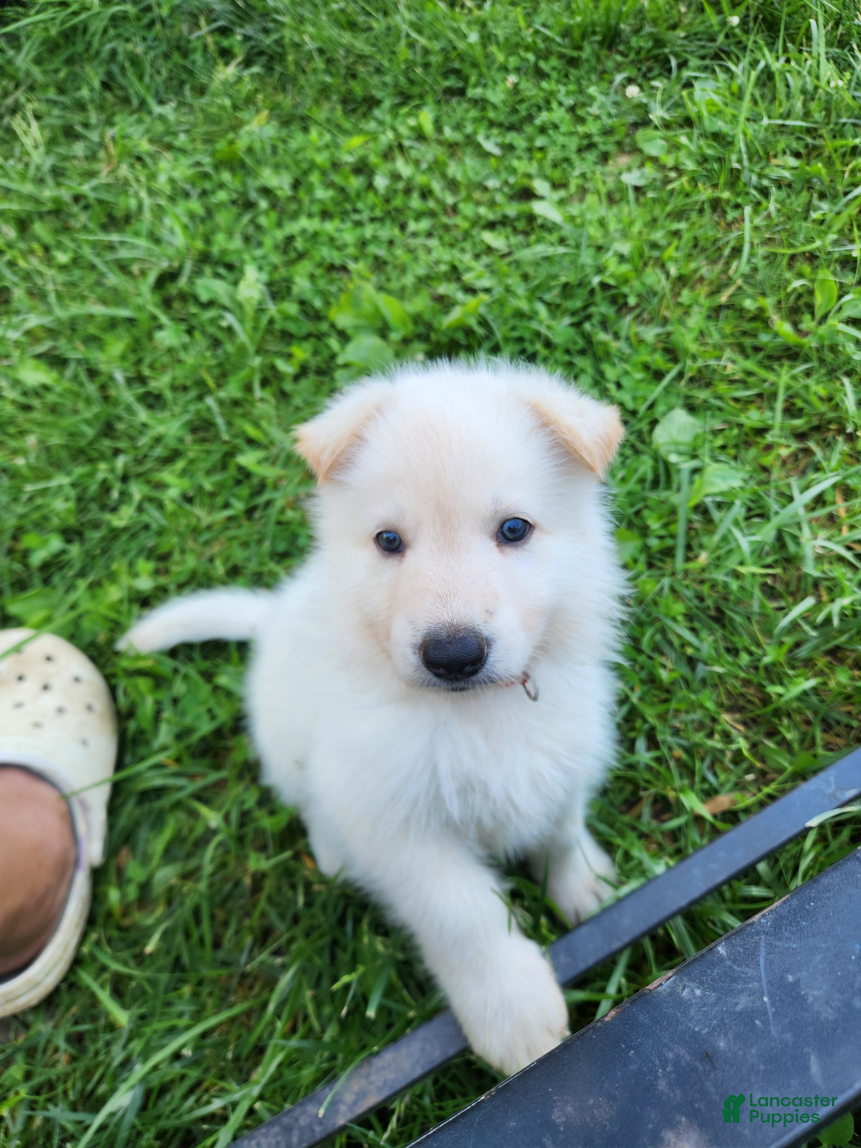 German Shepherd dogs German Shepherd Puppy 1 - Ad 25