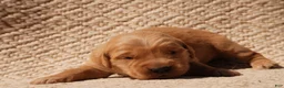 Golden Retriever dogs for sale: Daisy -AKC, Genetically Clear - Ad 62