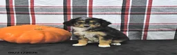 Mini Aussiedoodle dogs for sale: Doris - Ad 4