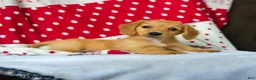 Miniature Dachshund dogs for sale: Sugar - Ad 4
