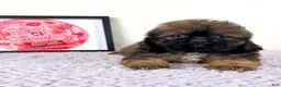 Shihpoo dogs for sale: Gretchen - Ad 21