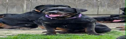 Rottweiler dogs for sale: Rottweiler Puppy 1 - Ad 5
