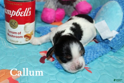 Cocker Spaniel dogs Callum - Ad 2